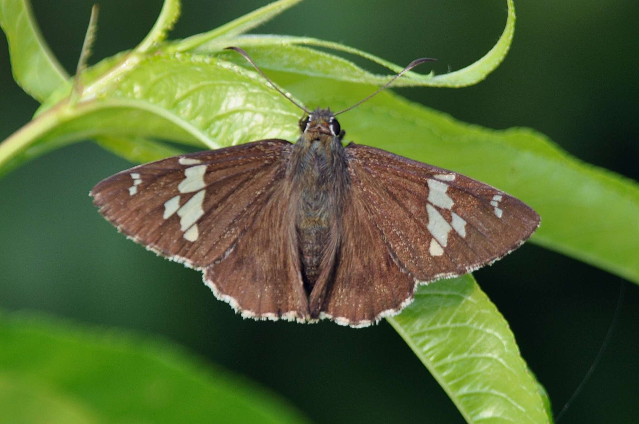 Image of Lobocla bifasciatus Bremer & Grey 1853