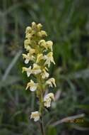 Image of Pedicularis ascendens Schleicher ex Gaudin