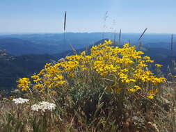 Plancia ëd Eriophyllum lanatum var. leucophyllum (DC.) W. R. Carter