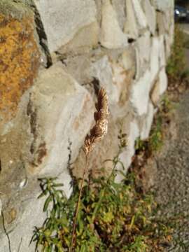 Image of Dactylis glomerata subsp. hispanica (Roth) Nyman