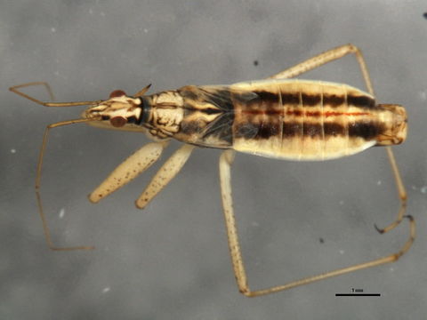 Image of <i>Nabicula</i> (<i>Dolichonabis</i>) <i>nigrovittata nearctica</i> Kerzhner 1981