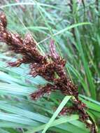 Image of forest sawsedge