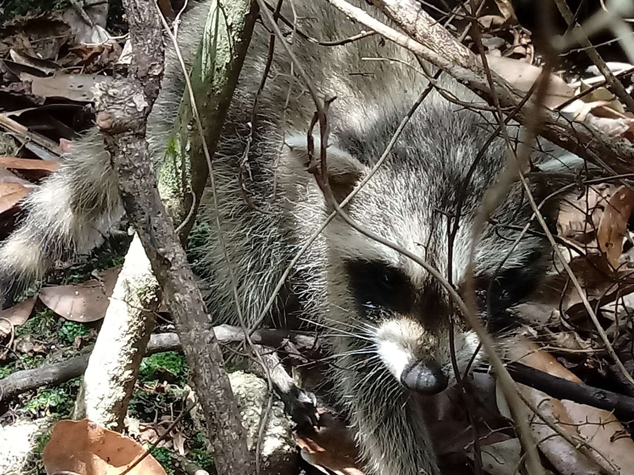 Image of Florida Raccoon