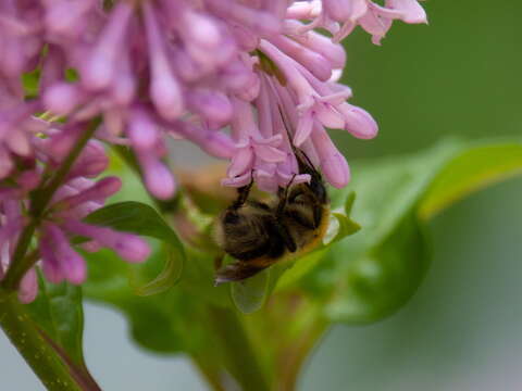 Слика од Bombus consobrinus Dahlbom 1832