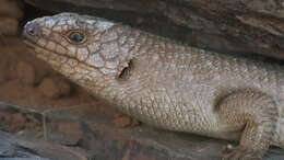 Image of Gidgee Skink