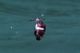 Image of Black Angelfish