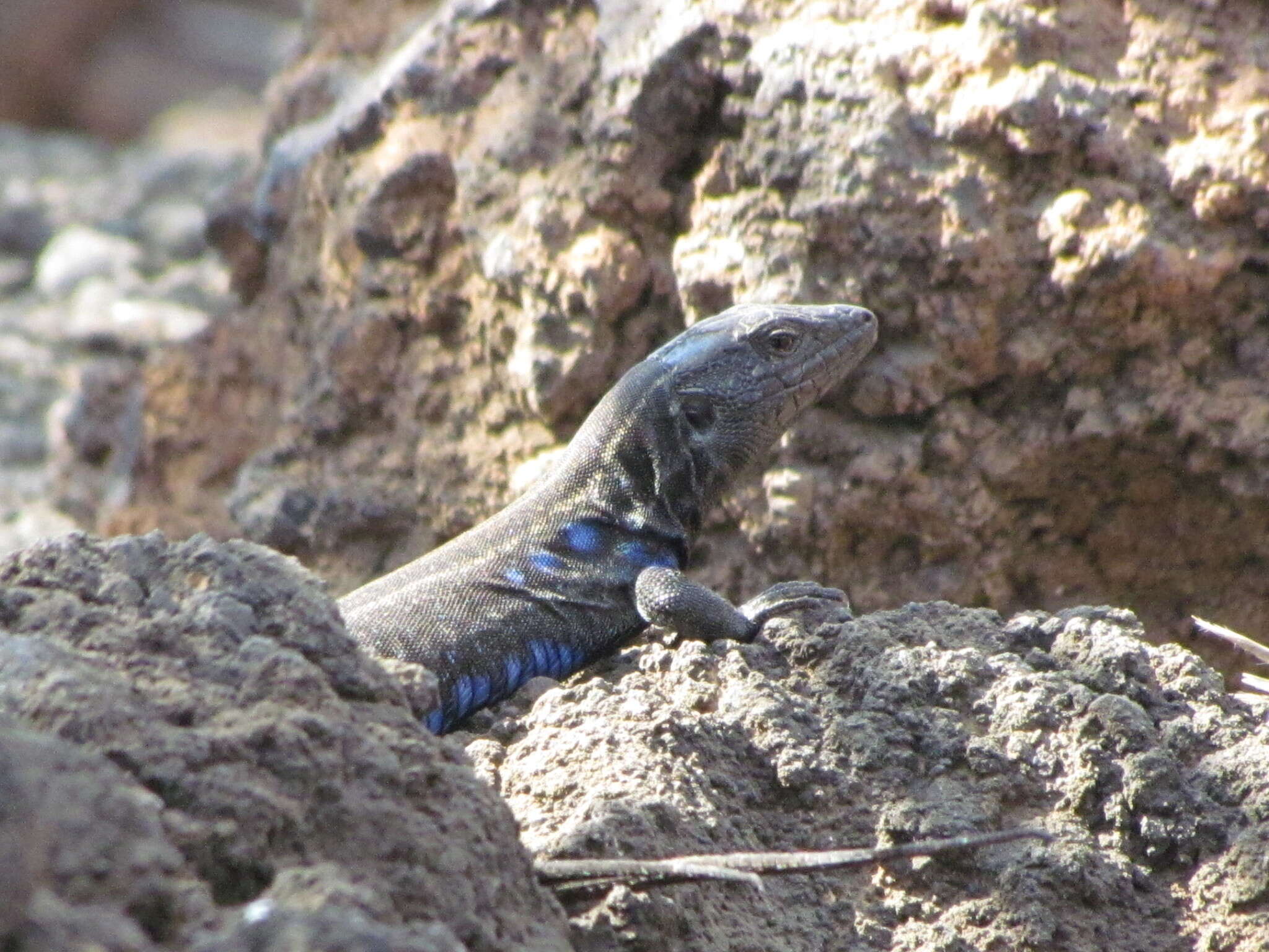 Image of Gallotia caesaris caesaris (Lehrs 1914)