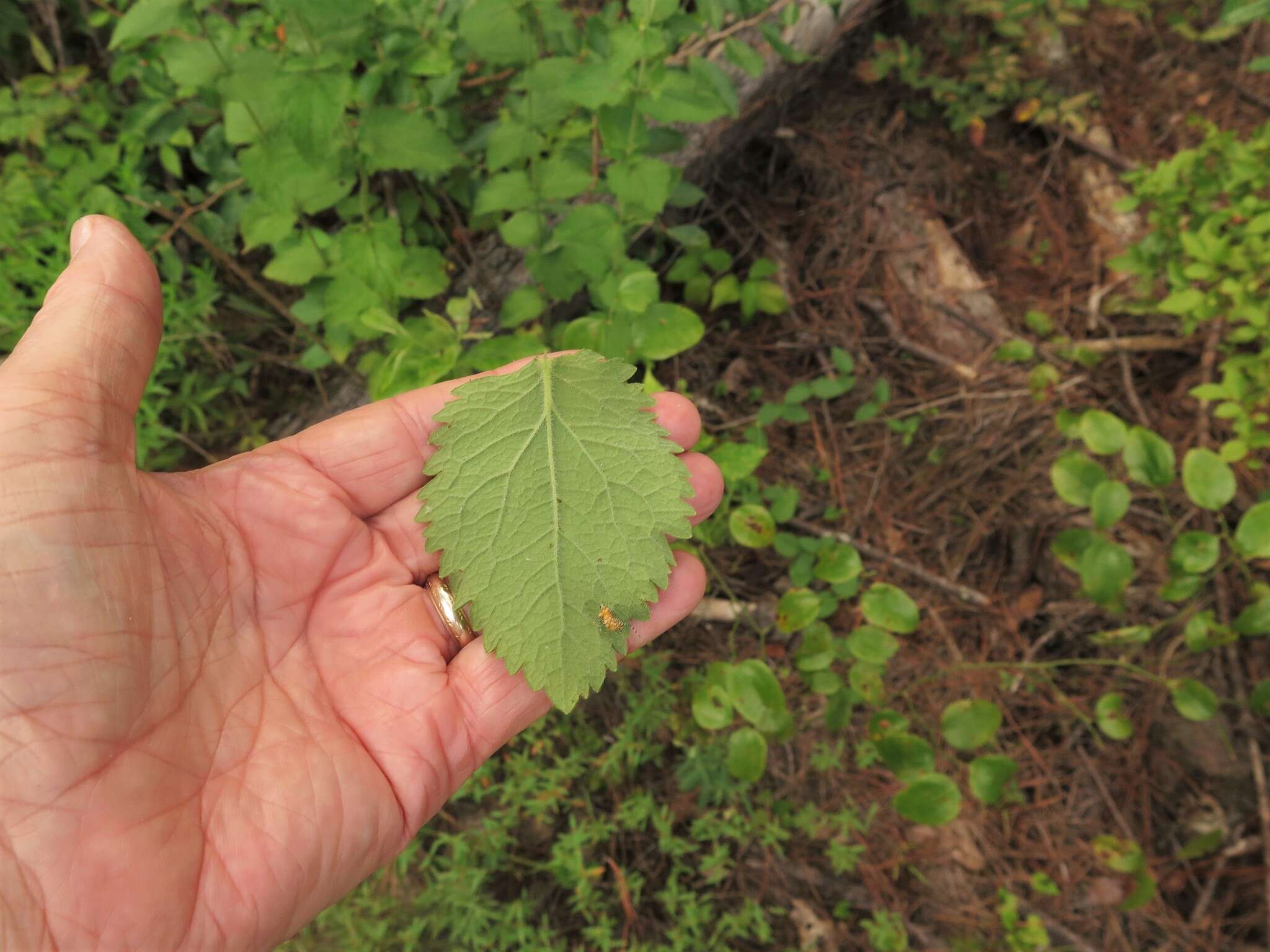 Eupatorium cordigerum (Fern.) Fern.的圖片