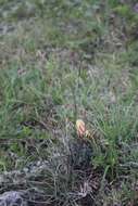 Image of Coryphantha georgii Boed.