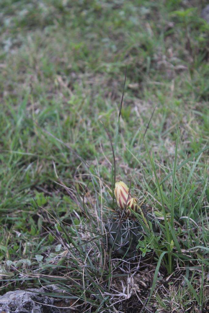 Image of Coryphantha georgii Boed.