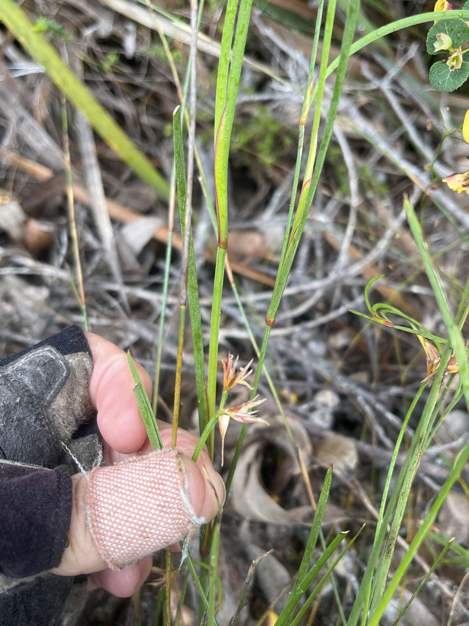 Слика од Anarthria prolifera R. Br.