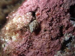 Image of lamellose coral shell