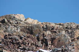 Image of Alpine Chipmunk