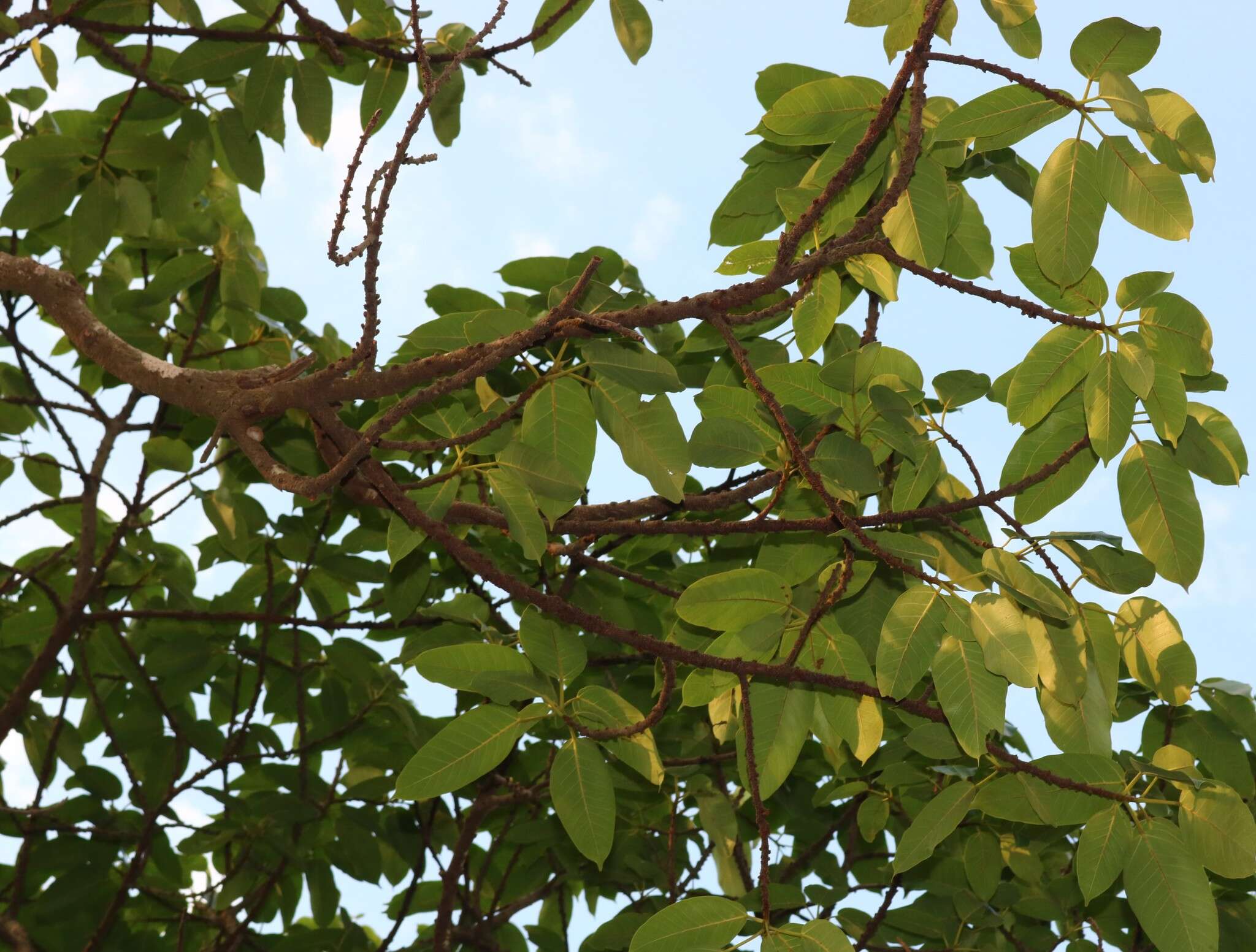 Image de Ficus tsjakela Burm. fil.