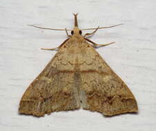 Image of Discolored Renia Moth