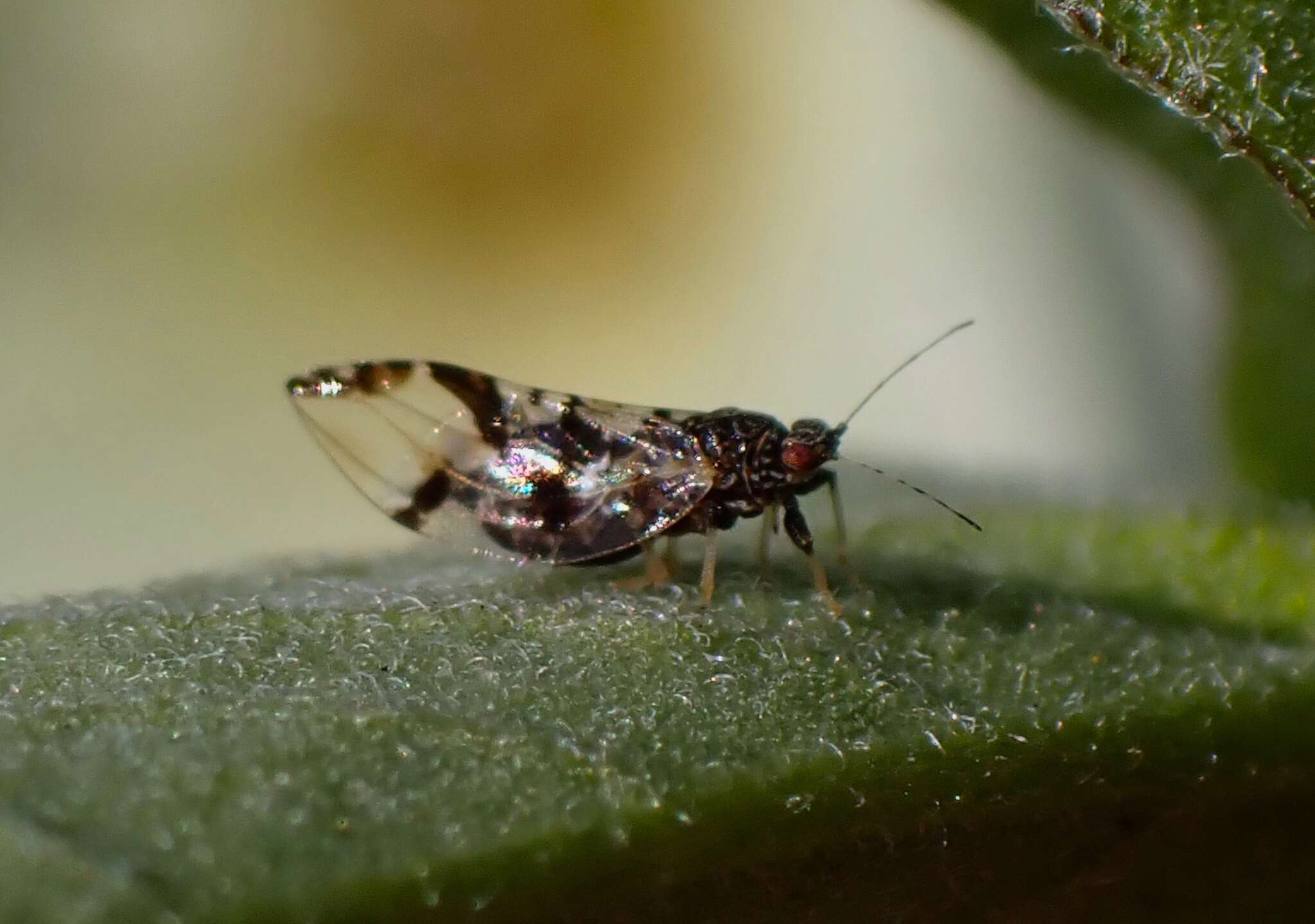 Image of Bactericera maculipennis (Crawford 1910)