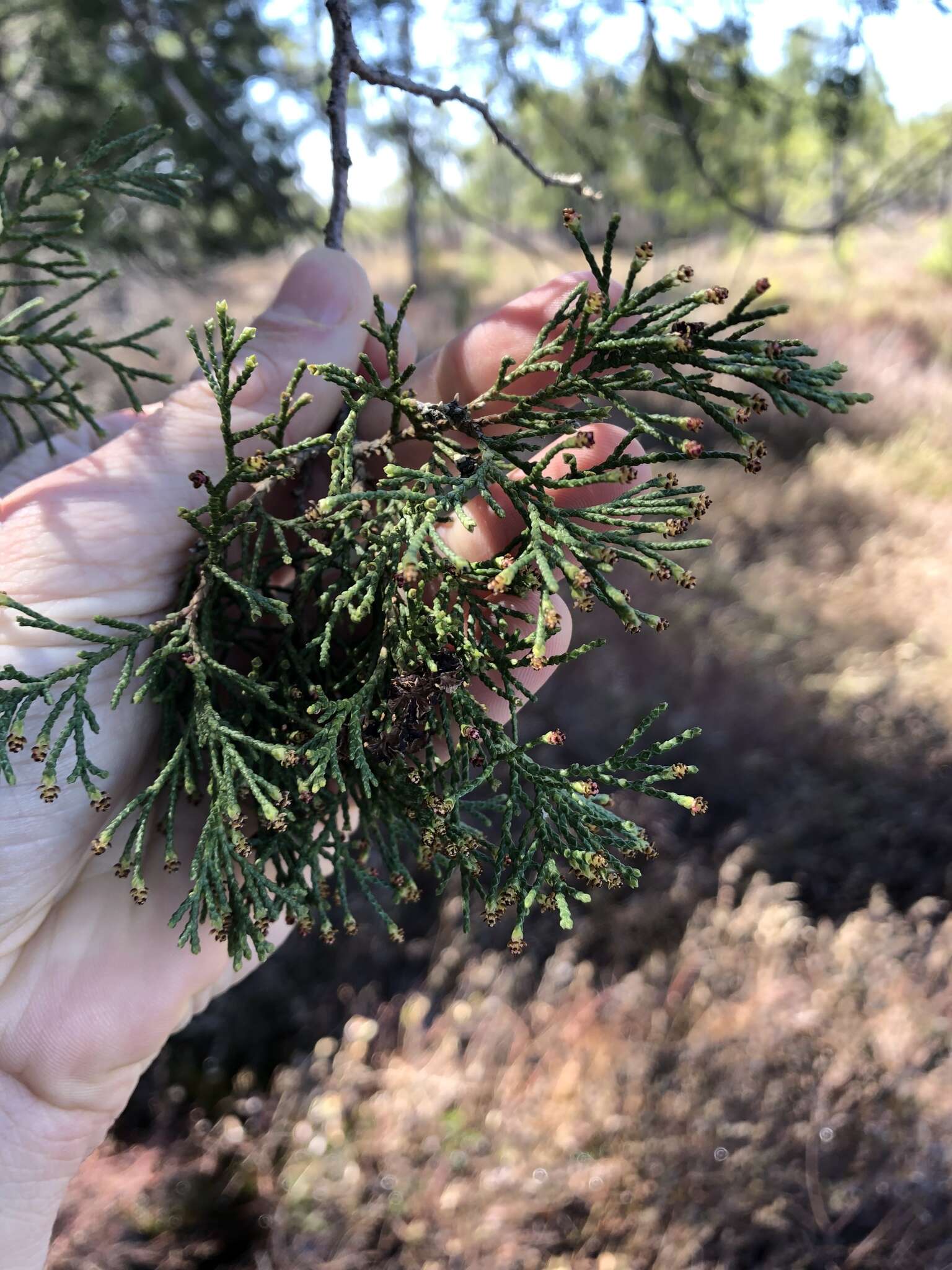 Image of Atlantic White Cedar