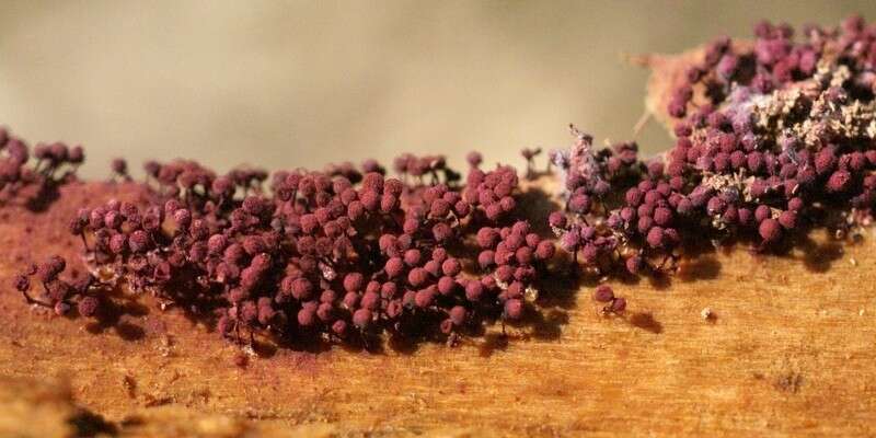 صورة Cribraria purpurea Schrad. 1797