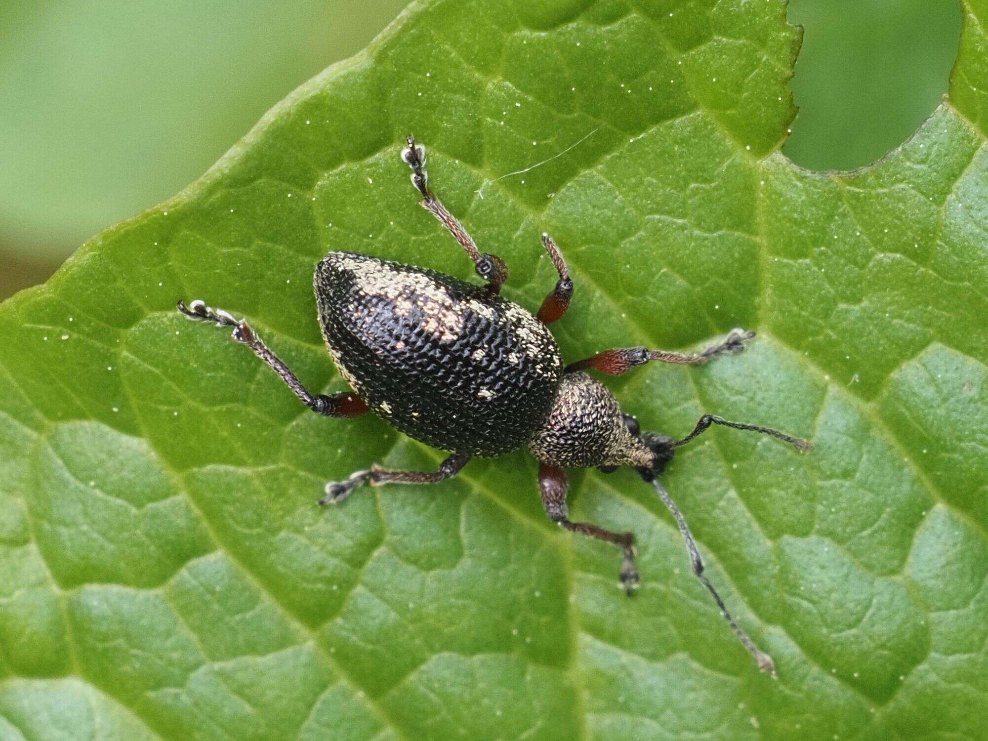 Imagem de Otiorhynchus (Majetnecus) lepidopterus (Fabricius 1794)