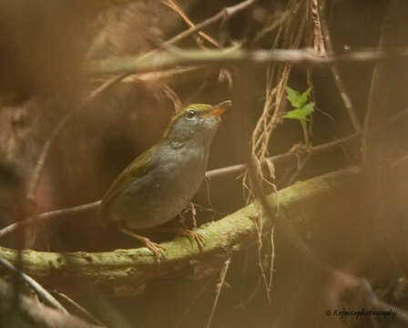 Image of Grey-bellied Tesia