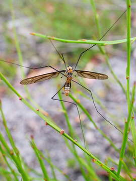 Image of Leptotarsus (Leptotarsus) clavatus (Macquart 1850)