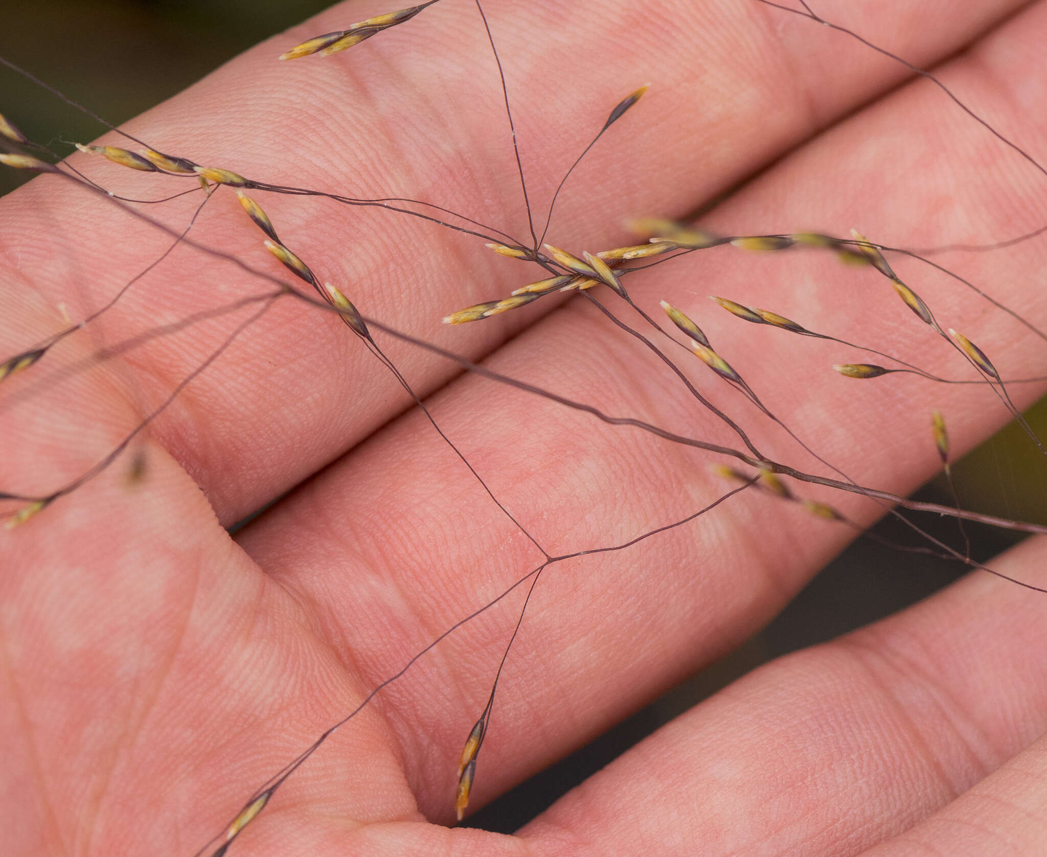 Image of Tufted Hair-grass