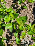 Mirabilis elegans (Choisy) Heimerl resmi