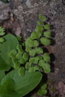 Imagem de Adiantum gertrudis Espin.