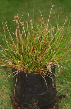 Image of Juncus caespiticius E. Mey.