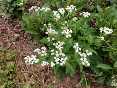 Image of <i>Parthenium <i>integrifolium</i></i> var. integrifolium