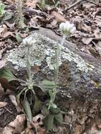 Imagem de Antennaria parlinii Fern.