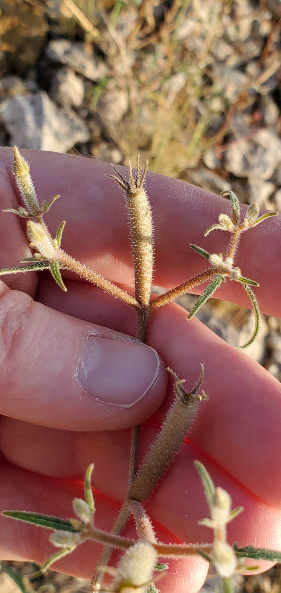 Image of isolated blazingstar