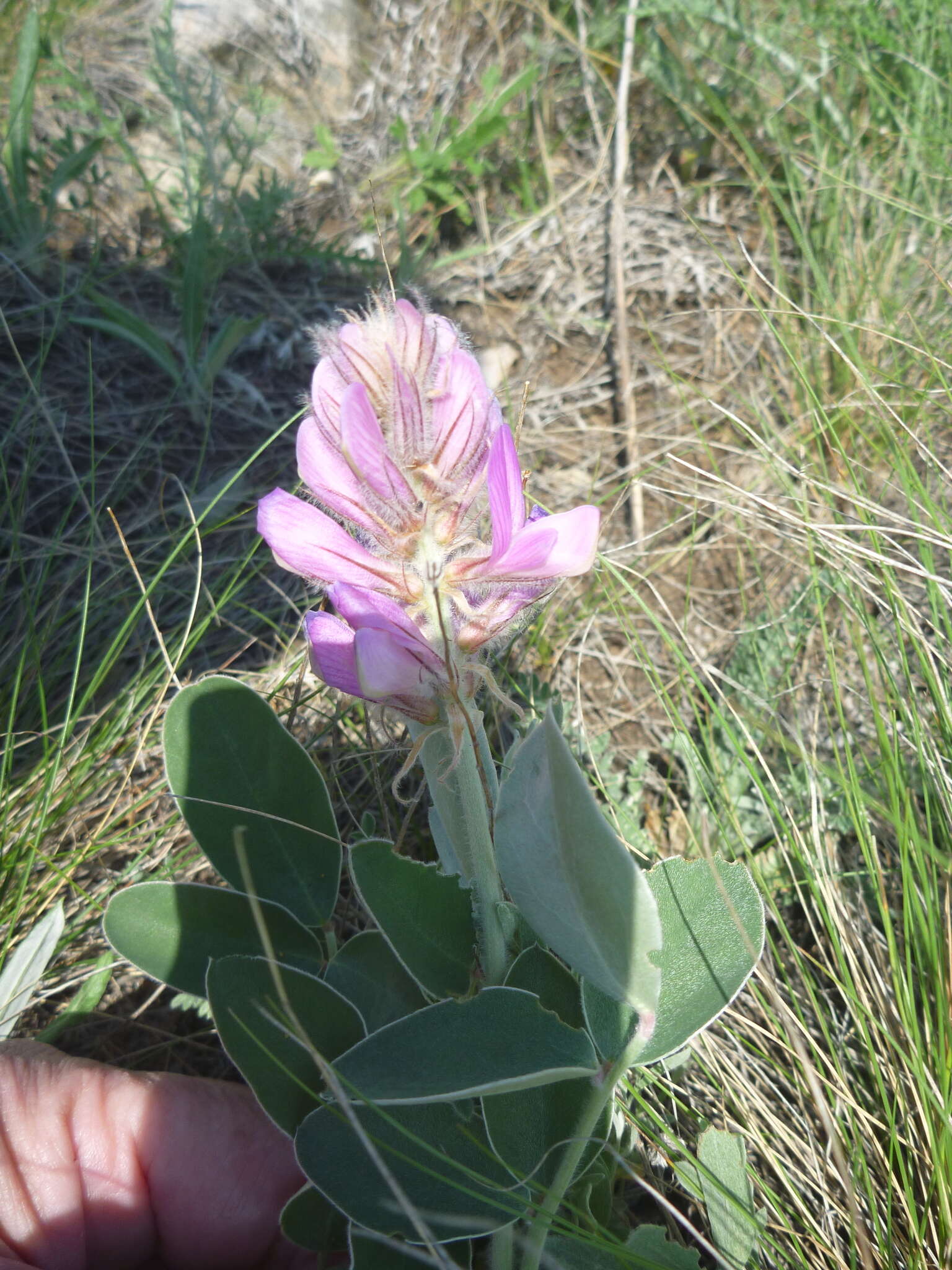 Plancia ëd Hedysarum × polychromum P. V. Kulikov