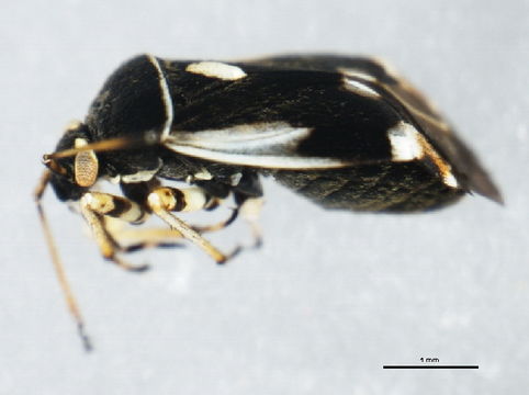 Image of <i>Polymerus unifasciatus</i> (Fabricius 1794)