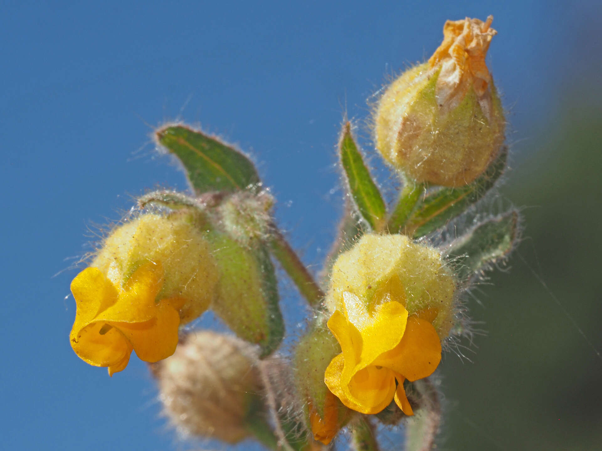 Слика од Hermannia althaeifolia L.