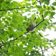 Image of Chestnut-flanked White-eye