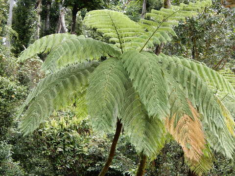 Image of West Indian treefern