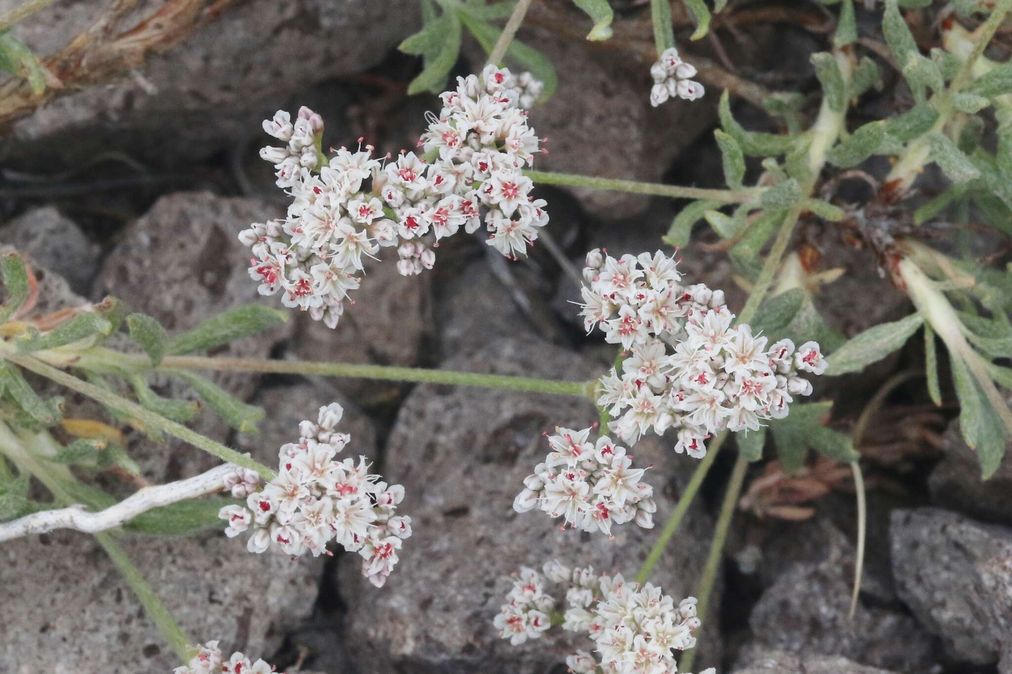 Image of Eriogonum microtheca var. alpinum Reveal