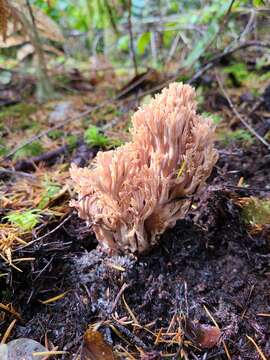 Image de Ramaria acrisiccescens Marr & D. E. Stuntz 1974