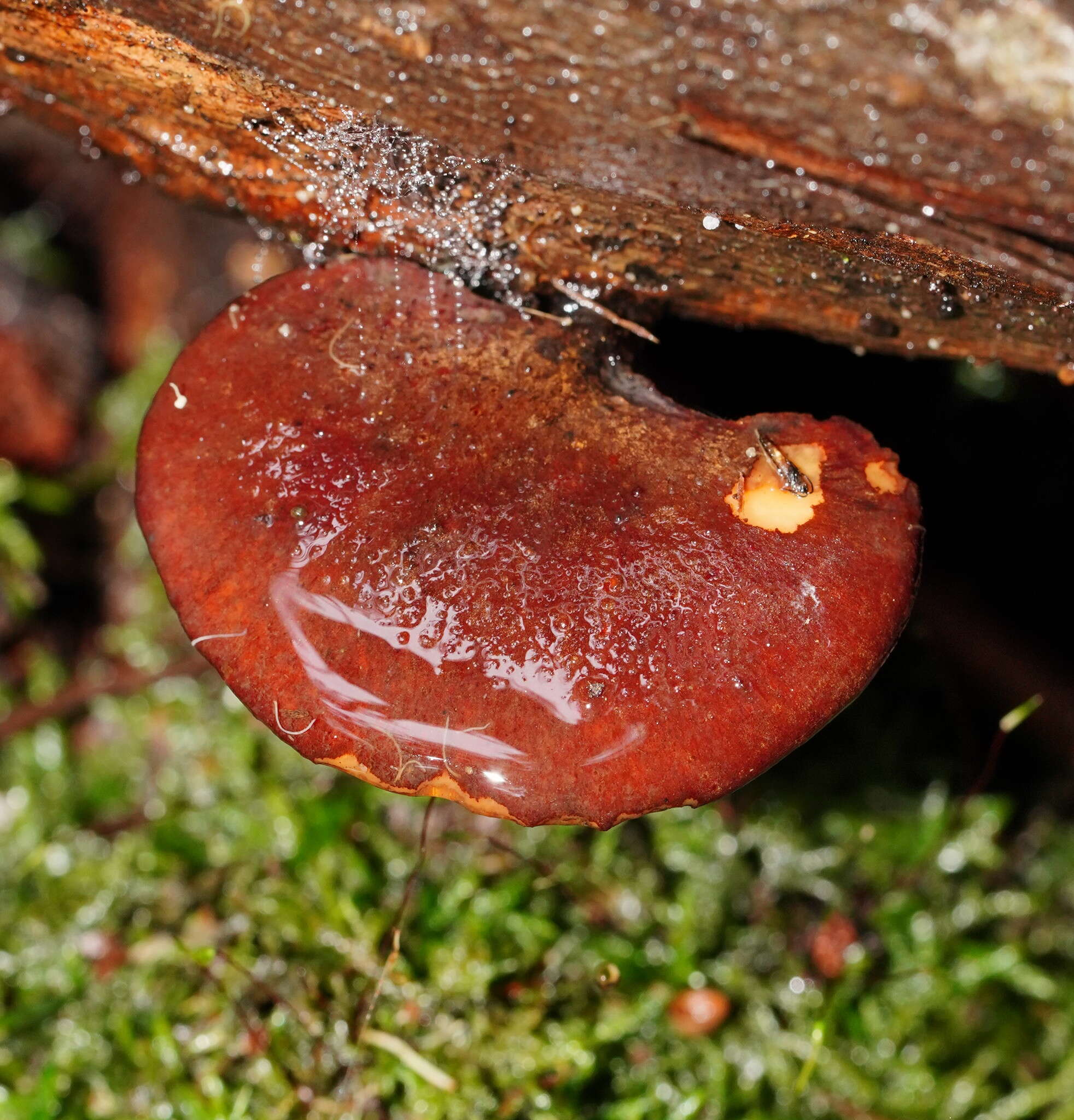 Image de Polyporus hypomelanus Berk. ex Cooke 1886