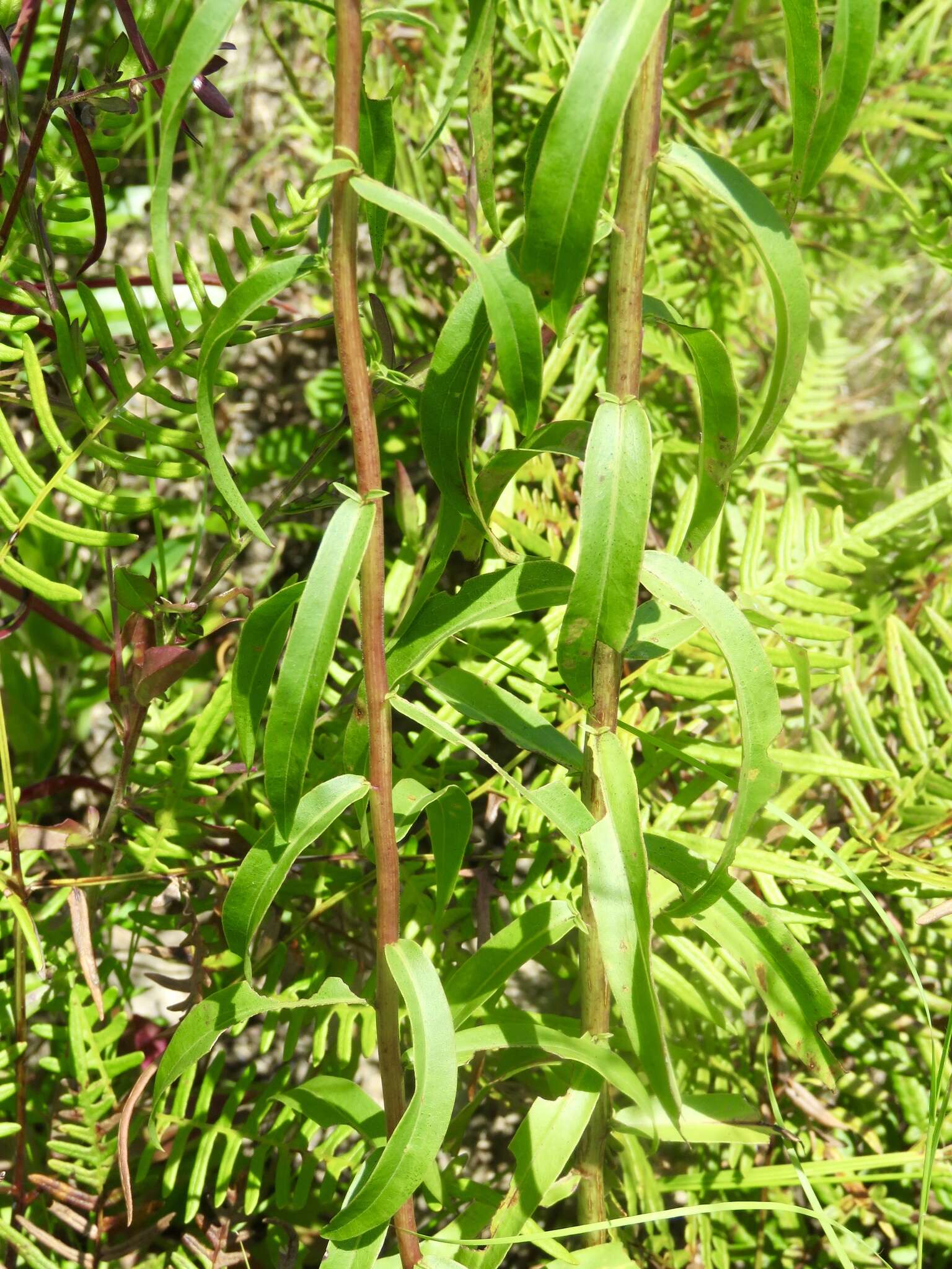 Image of anisescented goldenrod