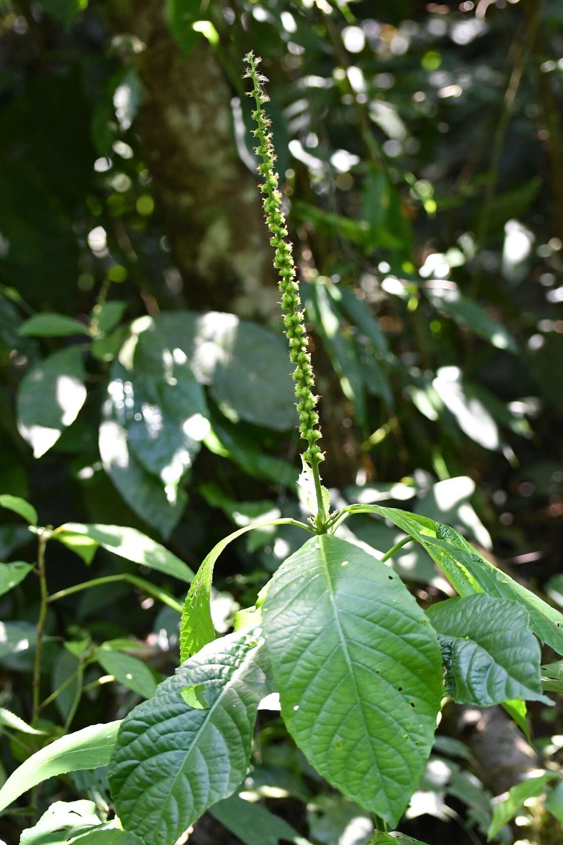 Image of Acalypha skutchii I. M. Johnst.