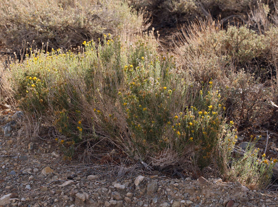 Image de Chrysothamnus viscidiflorus subsp. puberulus (D. C. Eat.) H. M. Hall & Clem.