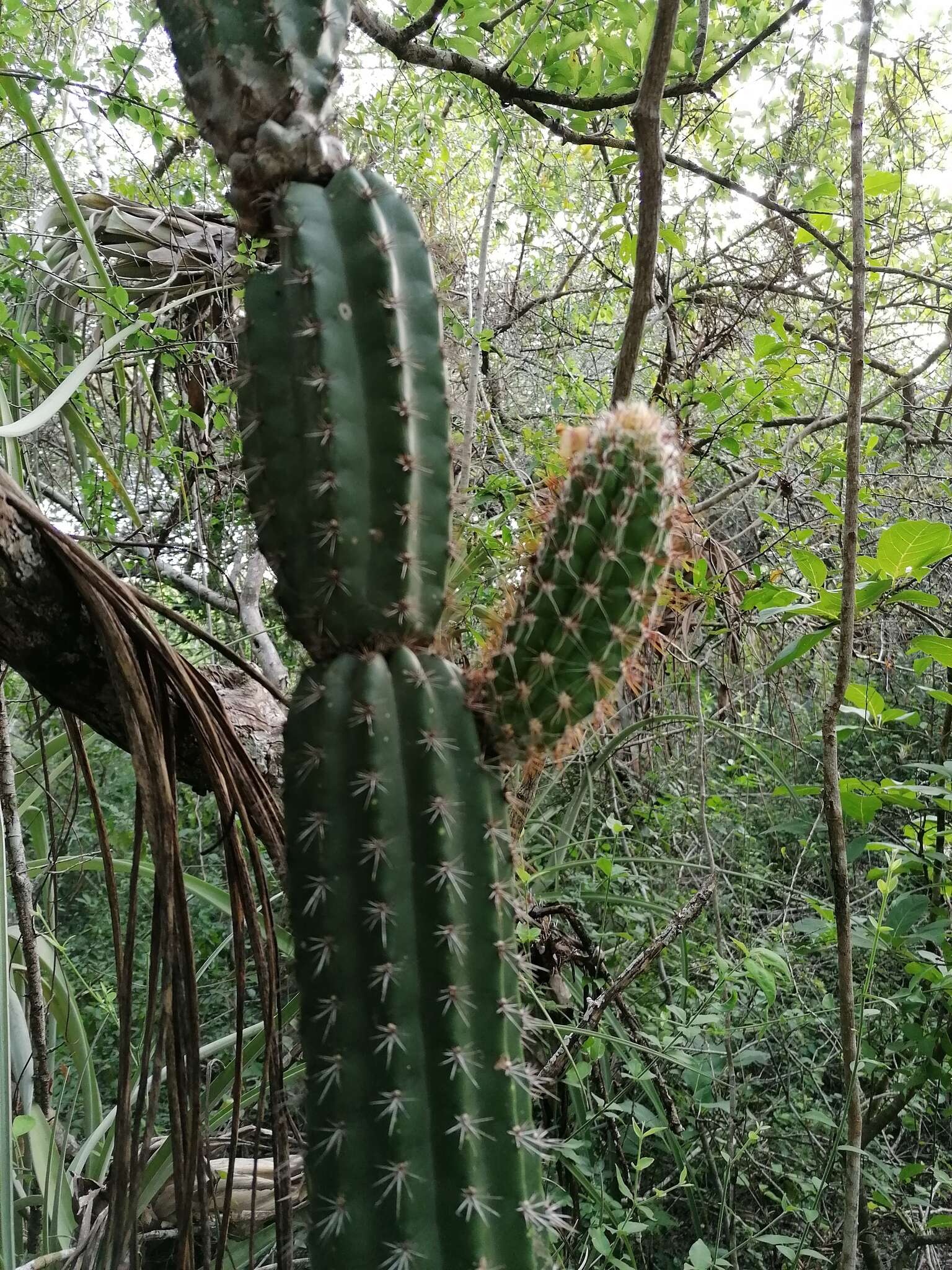 Image of Pilosocereus collinsii (Britton & Rose) Byles & G. D. Rowley