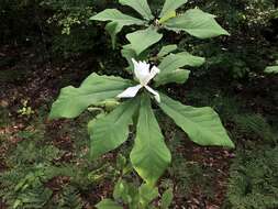 Image of pyramid magnolia