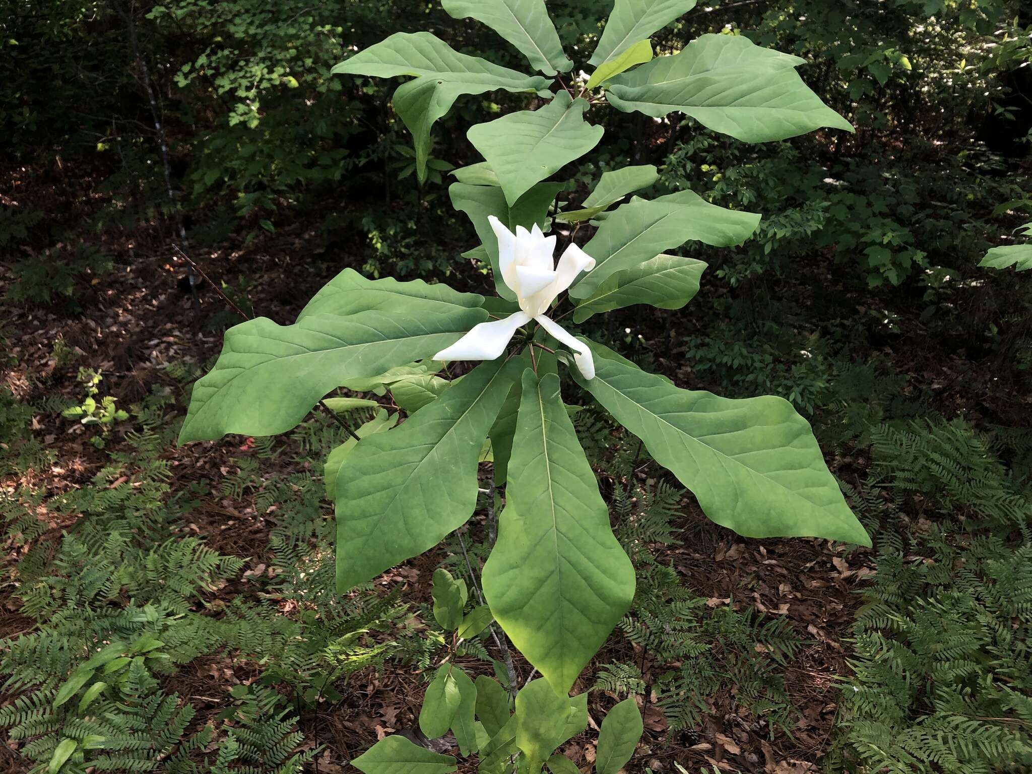 Image of pyramid magnolia