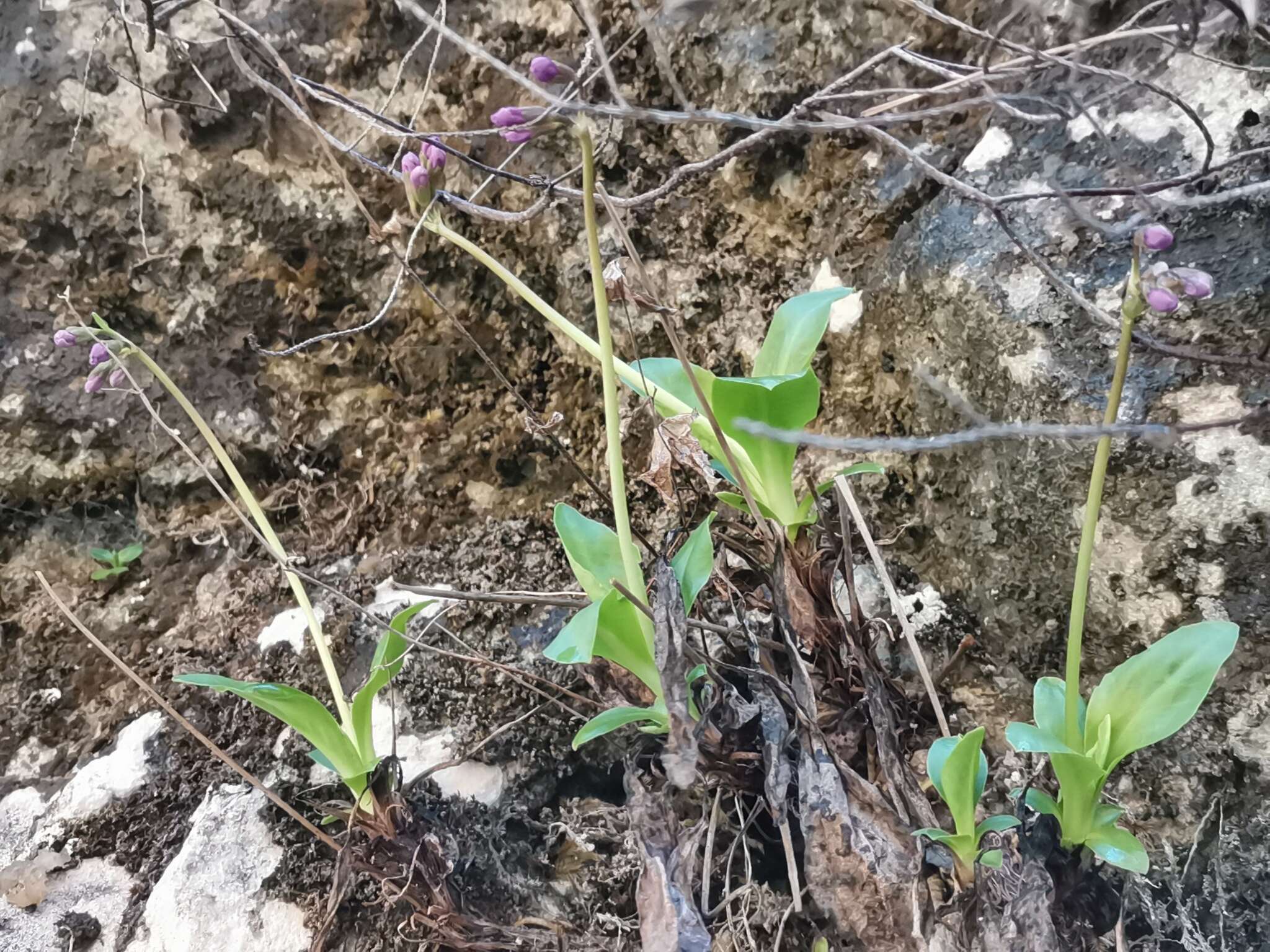 Слика од Primula carniolica Jacq.