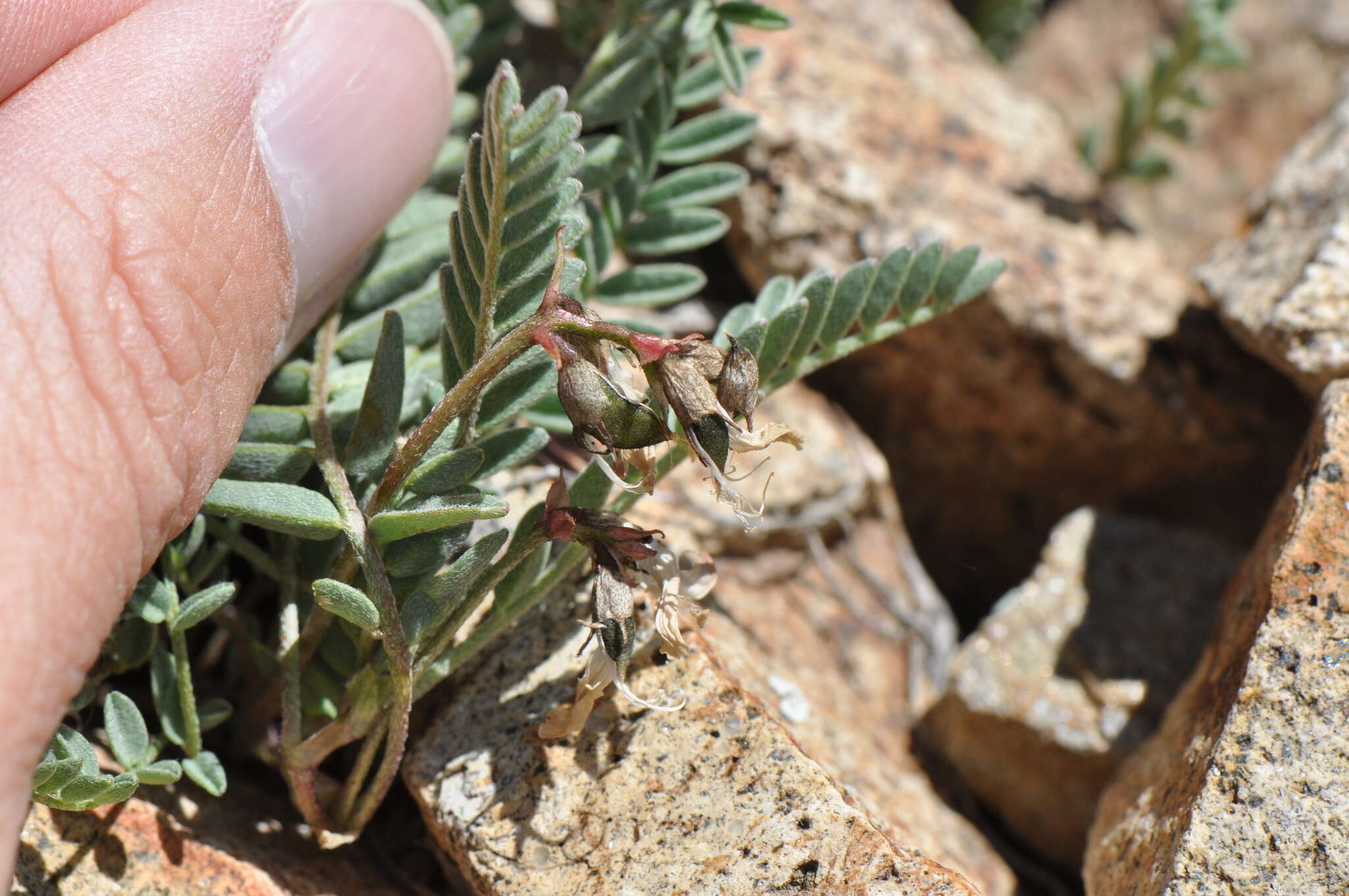 Imagem de Astragalus molybdenus Barneby