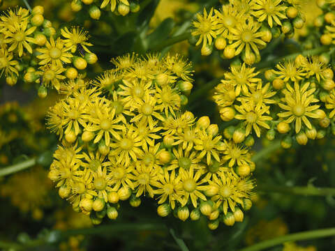 Image of saucer-plant