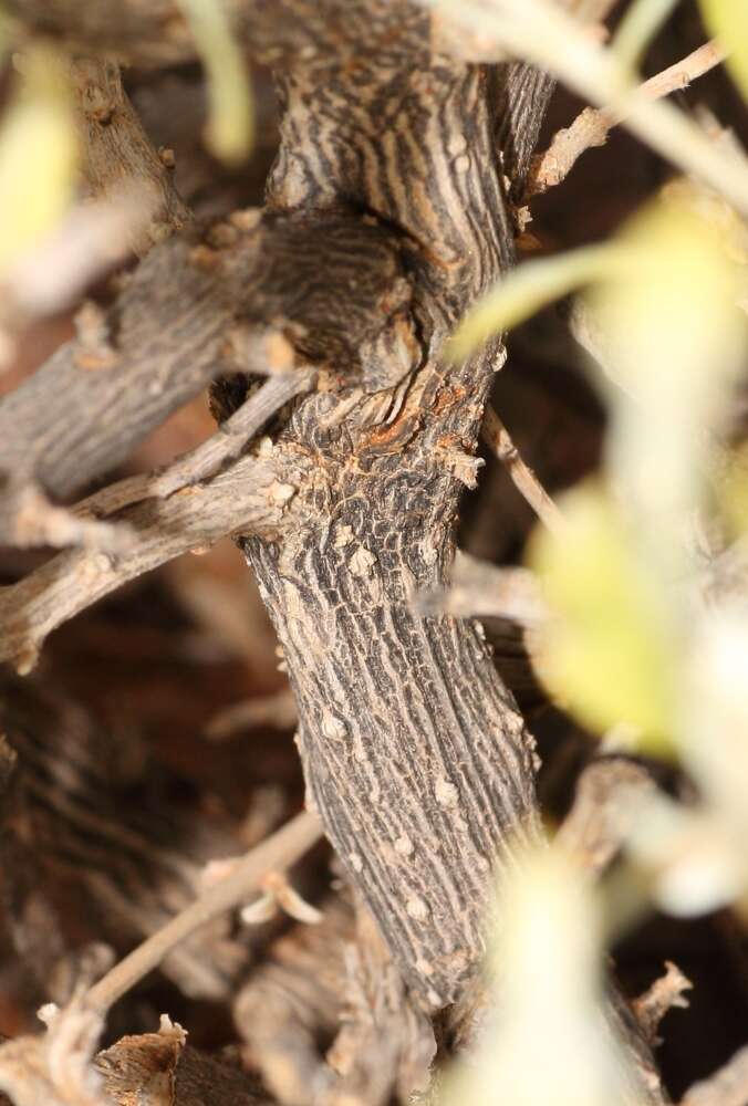 Image of Wool bush